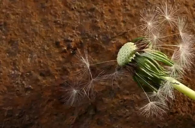 Free download growth nature plant seedhead free picture to be edited with GIMP free online image editor