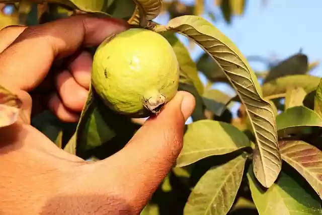 Free download guava harvesting guava guava fruit free picture to be edited with GIMP free online image editor