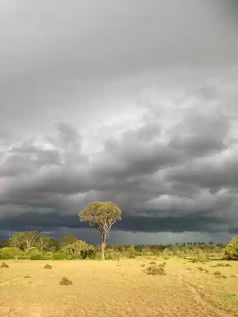 Free download Gum Tree Storm Australia -  free photo or picture to be edited with GIMP online image editor