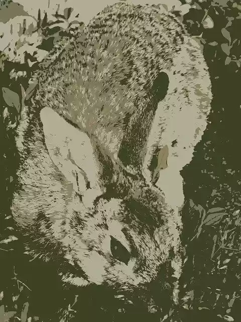 Free download Hare Mammal Wild -  free illustration to be edited with GIMP free online image editor