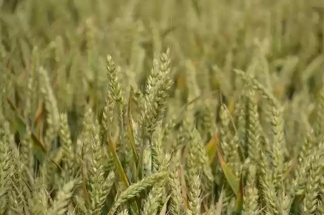 Free download Harvest Wheat Cereals -  free photo or picture to be edited with GIMP online image editor