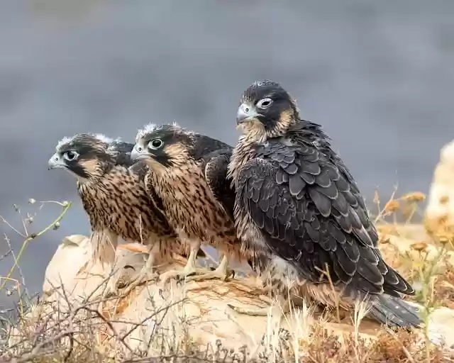 Free download hawk falcon eagle predator nature free picture to be edited with GIMP free online image editor