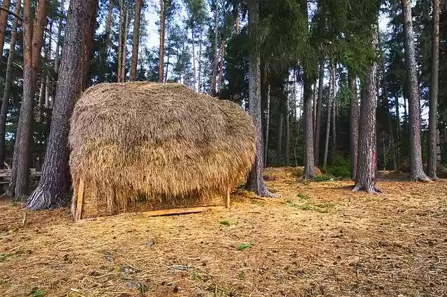 Free download Haystacks Forest Food -  free photo or picture to be edited with GIMP online image editor