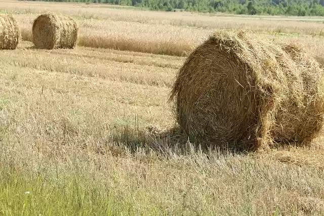 Free download Hay Straw Bales Rick -  free photo or picture to be edited with GIMP online image editor