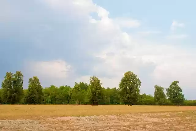 Безкоштовно завантажте Hay Trees Summer безкоштовний шаблон фотографій для редагування в онлайн-редакторі зображень GIMP