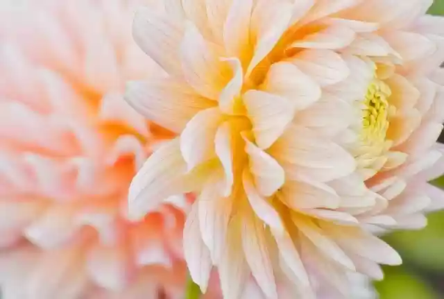 Free download hd wallpaper flower dahlia bloom free picture to be edited with GIMP free online image editor