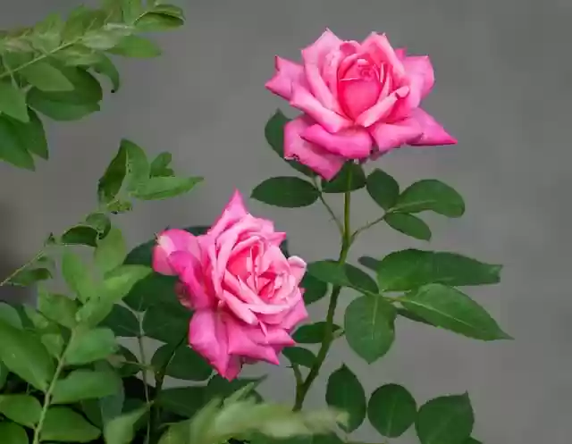 Téléchargement gratuit d'une image gratuite de fond d'écran HD fleurs roses à modifier avec l'éditeur d'images en ligne gratuit GIMP