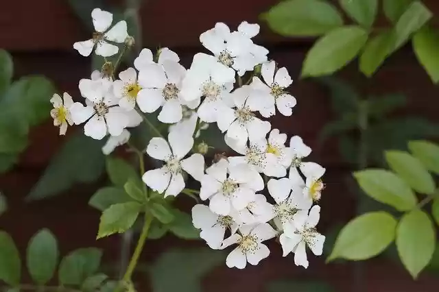 免费下载 Heck Roses Plant - 使用 GIMP 在线图像编辑器编辑的免费照片或图片