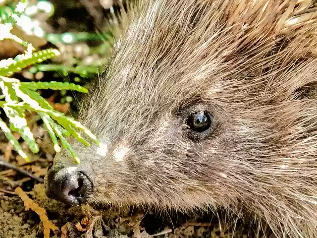 Free download Hedgehog Garden Cute Animal -  free photo or picture to be edited with GIMP online image editor