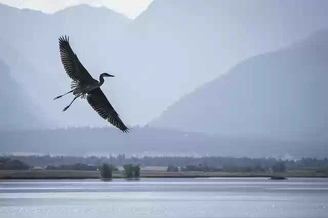 Free download Heron Flying Wildlife -  free photo or picture to be edited with GIMP online image editor