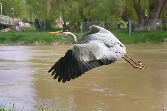 Free download heron in flight danube river water free picture to be edited with GIMP free online image editor