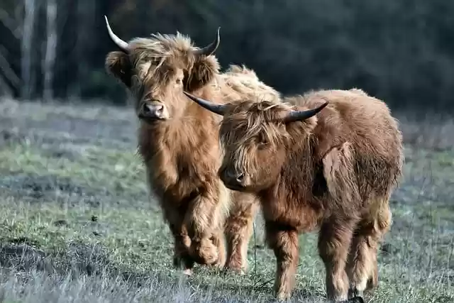 Free download highland cattle cows pasture cattle free picture to be edited with GIMP free online image editor