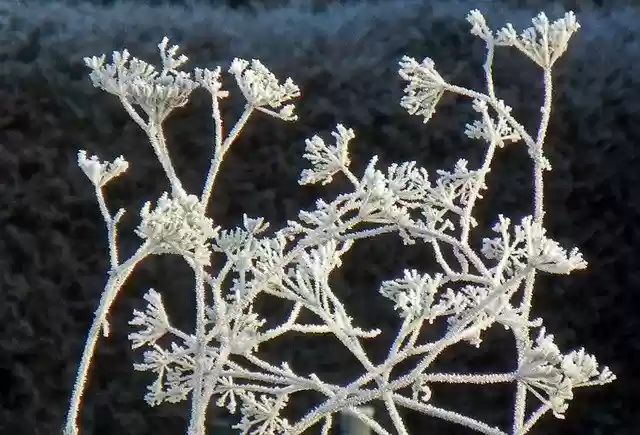 Descărcare gratuită Hoarfrost Frost Cold - fotografie sau imagini gratuite pentru a fi editate cu editorul de imagini online GIMP