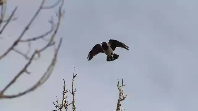 Free download Hooded Crow Bird -  free photo or picture to be edited with GIMP online image editor