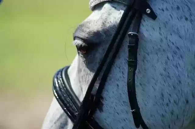 Free download Horse Bridle Dressage -  free photo or picture to be edited with GIMP online image editor