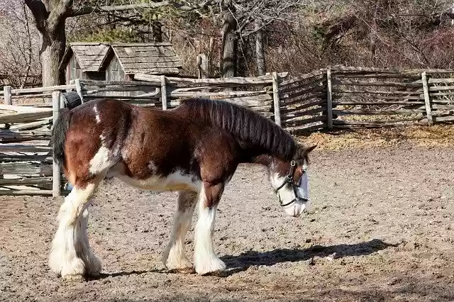 Free download Horse Clydesdale Belgium -  free photo or picture to be edited with GIMP online image editor