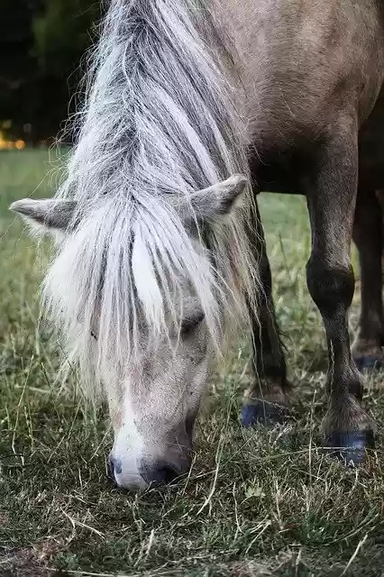 Free download Horse Grass Dining -  free photo or picture to be edited with GIMP online image editor