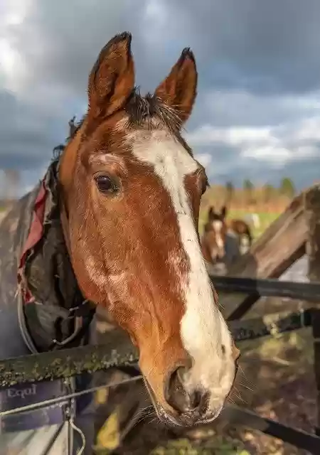 Free download Horse Head -  free photo or picture to be edited with GIMP online image editor