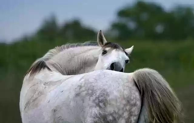 Free download horse mammal white scratch animal free picture to be edited with GIMP free online image editor