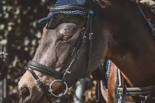 Free download horse pony bridle snaffle free picture to be edited with GIMP free online image editor