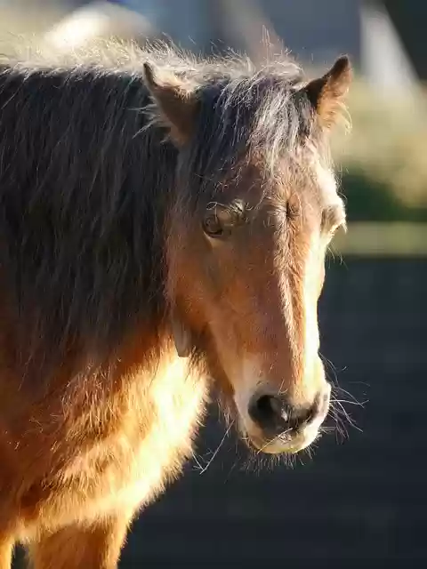 Free download horse pony equine mane fringe free picture to be edited with GIMP free online image editor