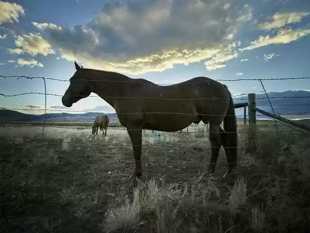 Free download Horse Portrait Silhouette free photo template to be edited with GIMP online image editor