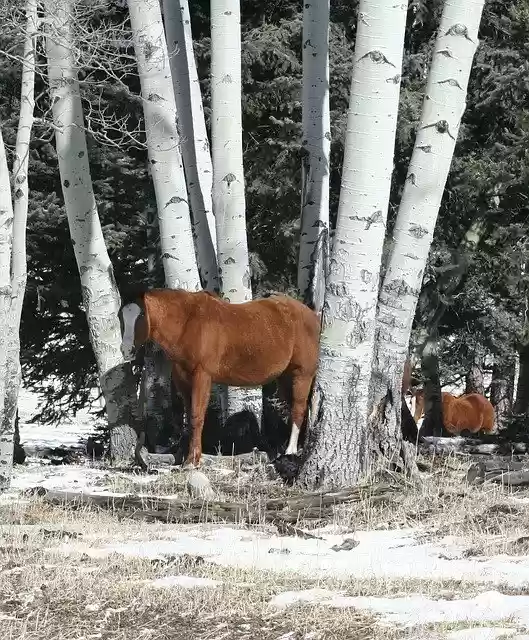 تنزيل مجاني Horses Aspen Ranch - صورة أو صورة مجانية لتحريرها باستخدام محرر الصور عبر الإنترنت GIMP