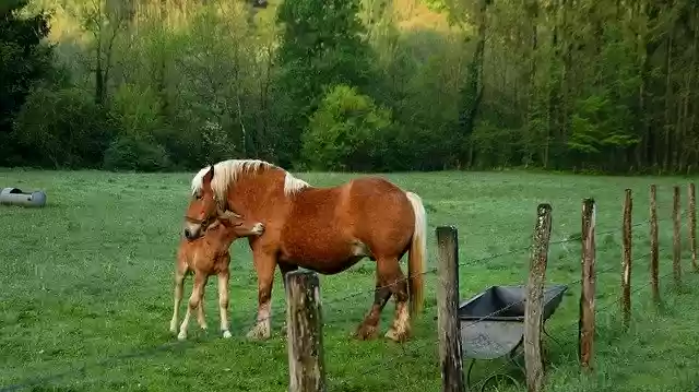 Free download Horses Jura Roux -  free photo or picture to be edited with GIMP online image editor