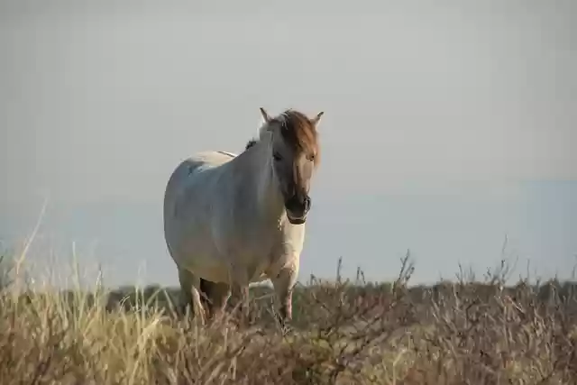 Free download horse stallion mane running gallop free picture to be edited with GIMP free online image editor