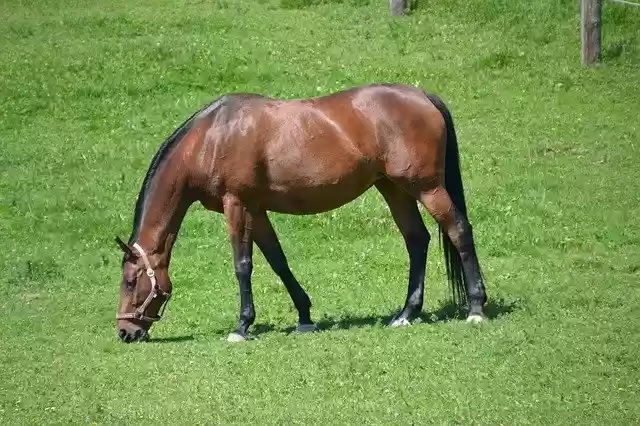 Free download Horse Warmblut Brown -  free photo or picture to be edited with GIMP online image editor