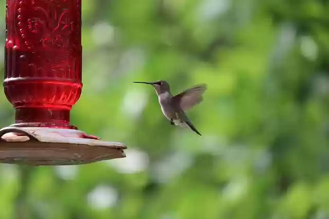 Free download humming bird wildlife bird feeder free picture to be edited with GIMP free online image editor