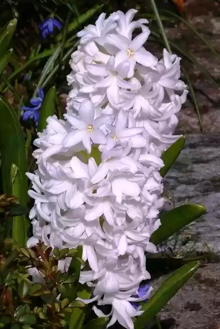 Free download Hyacinth Flower White Spring -  free photo or picture to be edited with GIMP online image editor