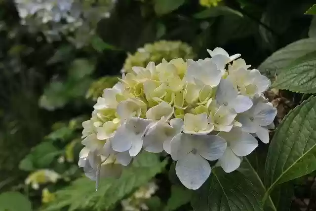 Free download Hydrangea Cyan Light Blue Plants -  free photo or picture to be edited with GIMP online image editor