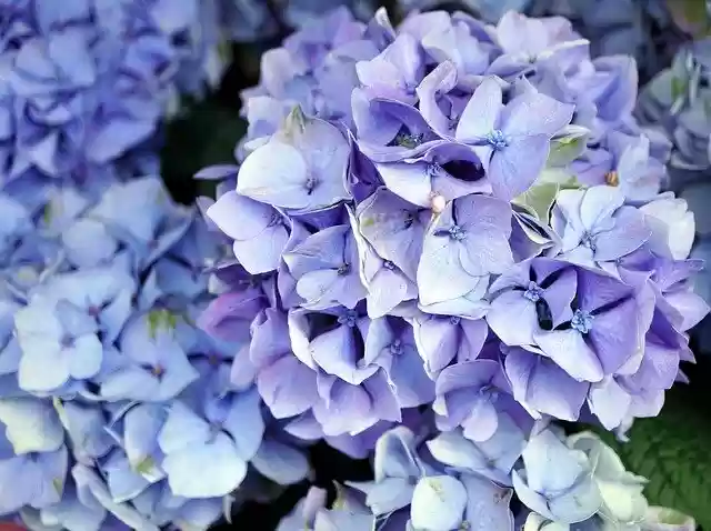 Free download hydrangeas flowers blue flowers free picture to be edited with GIMP free online image editor