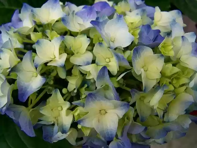 Free download Hydrangea Summer Flower free photo template to be edited with GIMP online image editor