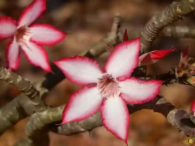 Free download Impala Lily Flower Nature -  free photo or picture to be edited with GIMP online image editor