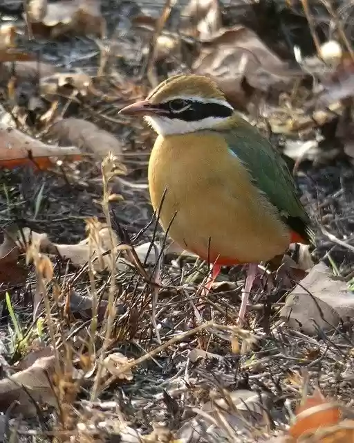 Free download Indian Pitta Bird free photo template to be edited with GIMP online image editor