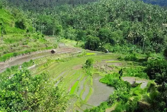 Free download Indonesia Bali Rice -  free photo or picture to be edited with GIMP online image editor