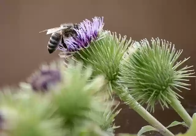 Free download insect bee plant nature entomology free picture to be edited with GIMP free online image editor