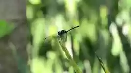 Free download Insect Dragonfly Green free video to be edited with OpenShot online video editor