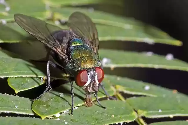 Free download insect moscow blue fly macro close free picture to be edited with GIMP free online image editor