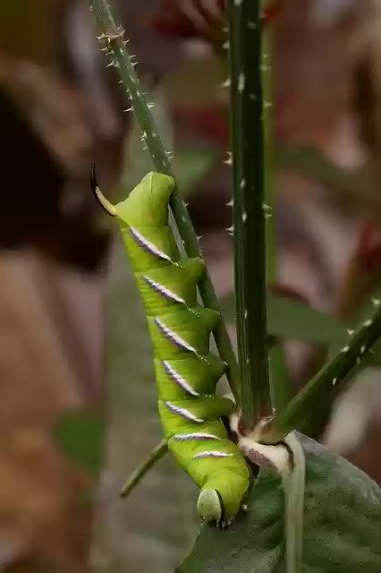 Free download Insects Caterpillars Sphinx -  free photo or picture to be edited with GIMP online image editor