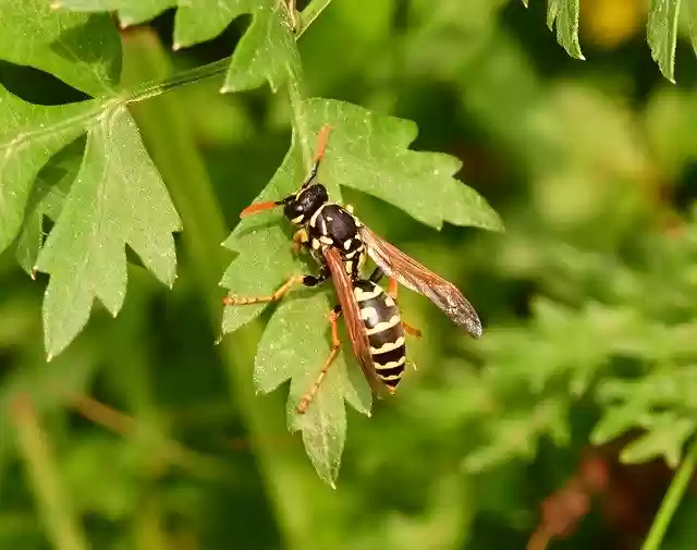 Free download Insect Wasp Animal -  free photo or picture to be edited with GIMP online image editor