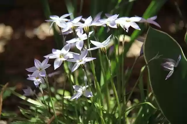 免费下载 Ipheion Flower Blue - 使用 GIMP 在线图像编辑器编辑的免费照片或图片