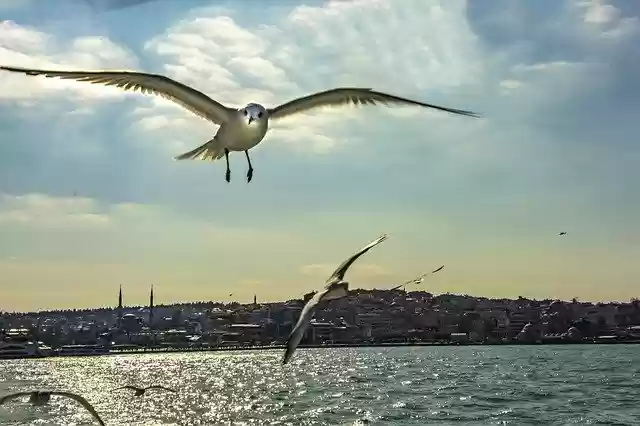 Free download Istanbul Seagull Turkey -  free photo or picture to be edited with GIMP online image editor