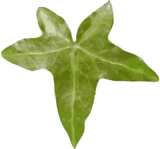 Free download Ivy Hedera Leaf - Free vector graphic on Pixabay free illustration to be edited with GIMP free online image editor