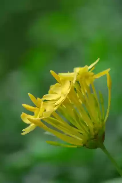 Free download ixora nature flower leaf plant free picture to be edited with GIMP free online image editor