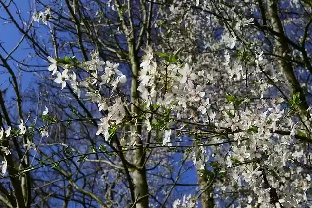 Free download Japanese Cherry Tree Spring -  free photo or picture to be edited with GIMP online image editor