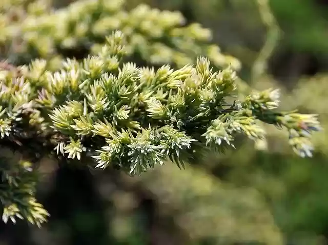 Free download Juniper Buds Cupressaceae -  free photo or picture to be edited with GIMP online image editor