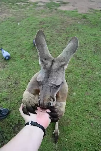 Kangaroo Brisbane Australia by OffiDocs for